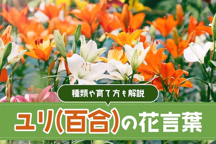百合の花の花言葉は?種類や開花時期など基本の育て方もわかりやすく