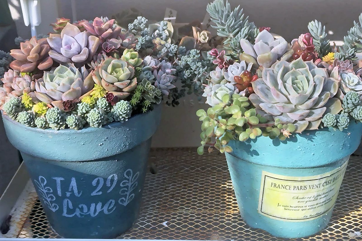 多肉植物の育て方｜種類ごとの管理方法、増やす方法や植え替え方法