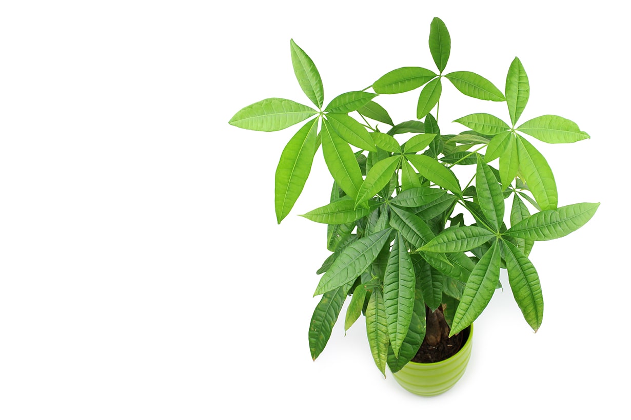 観葉植物のおすすめ10選 初心者でも育てやすい人気の種類をご紹介 となりのカインズさん