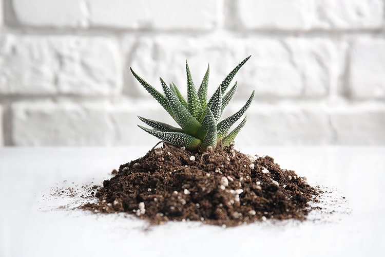 多肉植物に適した土とは？ おすすめの種類や配合のコツも紹介