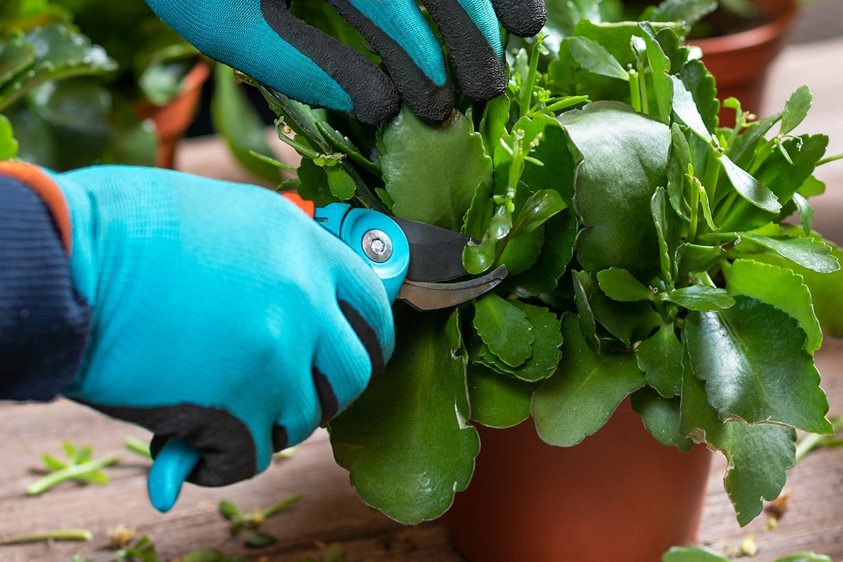 カランコエの花を咲かせる方法 育て方のポイントや注意点を解説 となりのカインズさん