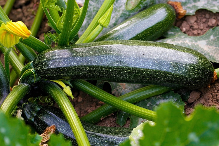 ズッキーニの育て方は？最適な時期や環境とともに栽培・人工受粉の方法などを解説