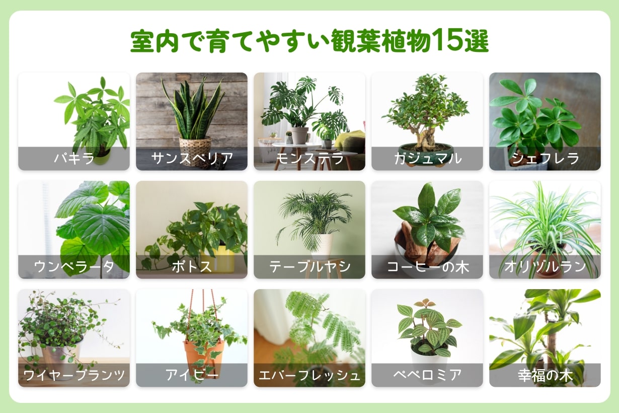 室内で育てやすい観葉植物【15選】枯れる原因や育て方のポイントも解説 