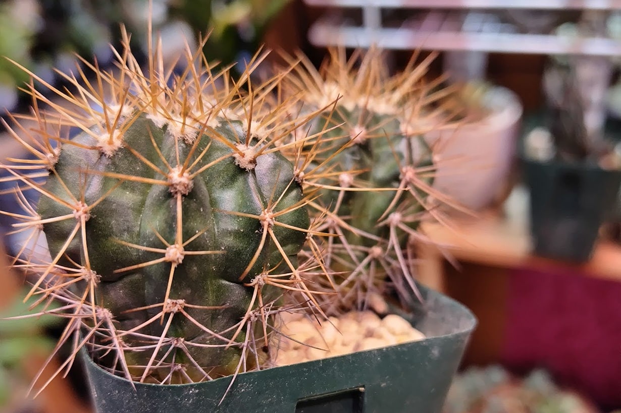 観葉植物を風水で選ぶには｜運気・置き場所別のおすすめの種類を紹介