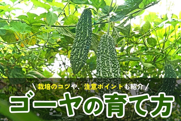 ゴーヤの育て方 | 栽培のコツやよくあるトラブルをわかりやすく解説