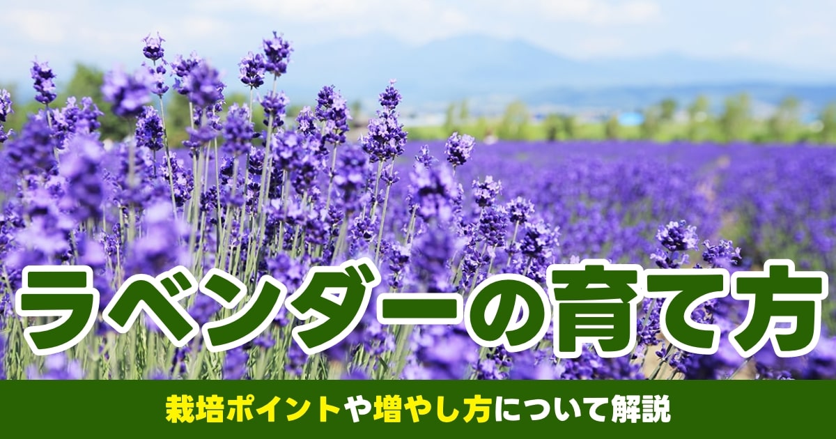 ラベンダーの育て方】苗の選び方や植え替え、増やし方など詳しく解説