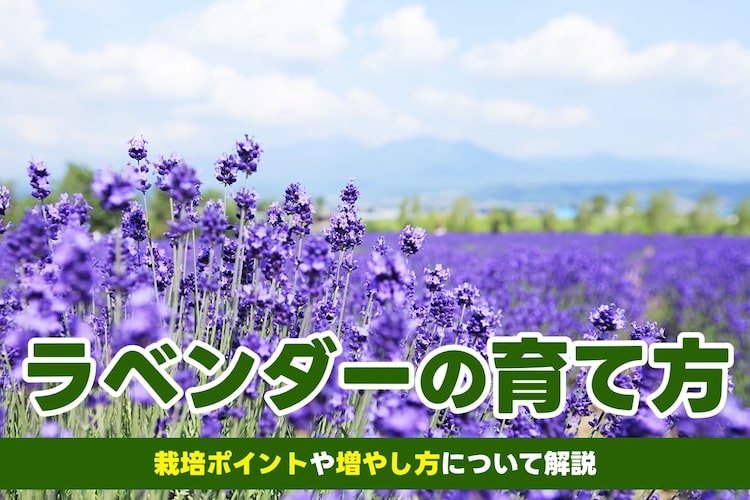 【ラベンダーの育て方】苗の選び方や植え替え、増やし方など詳しく解説