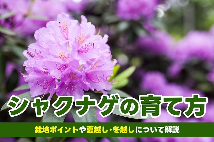 石楠花（シャクナゲ）の育て方｜植え付けや剪定、害虫対策など解説