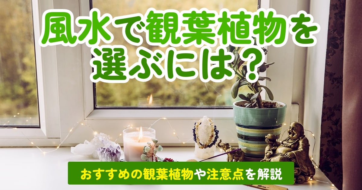 観葉植物を風水で選ぶには｜運気・置き場所別のおすすめの種類を紹介