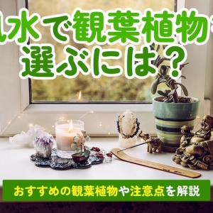 眠り猫を作って、家を観光名所にする | となりのカインズさん