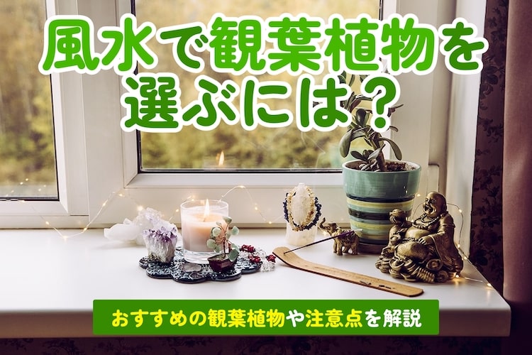 観葉植物を風水で選ぶには｜運気・置き場所別のおすすめの種類を紹介