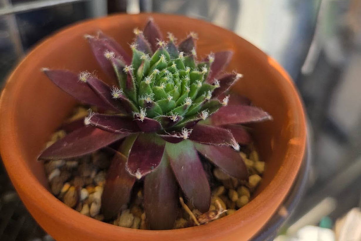 多肉植物のおすすめの種類は？初心者でも失敗知らずな育て方のコツを