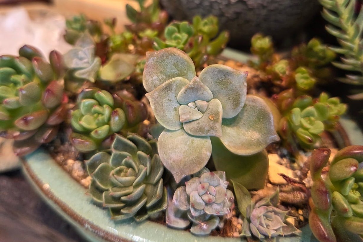 多肉植物のおすすめの種類は？初心者でも失敗知らずな育て方のコツを