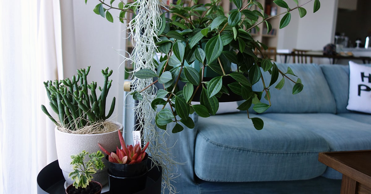 観葉植物の選び方と育て方のコツ プロおすすめの個性的5品種も紹介 となりのカインズさん