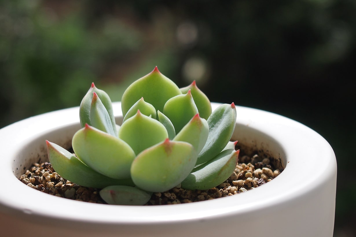 観葉植物の選び方と育て方のコツ プロおすすめの個性的5品種も紹介 となりのカインズさん