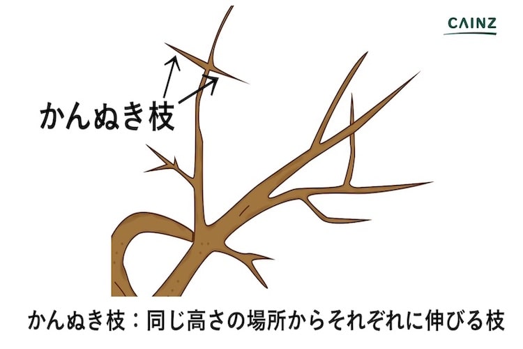 庭木の剪定を上手に行う方法とは 必要な道具や剪定すべき枝 季節ごとのコツなどについて解説 カインズhowto となりのカインズさん