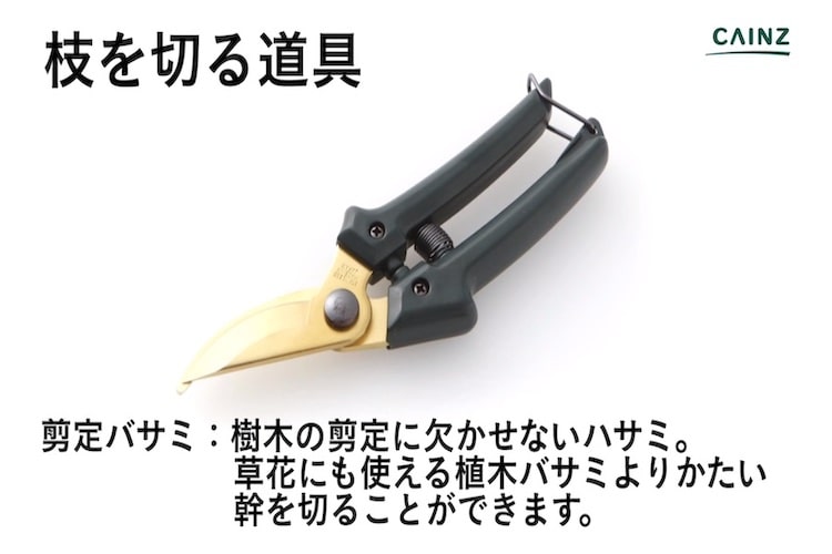 庭木の剪定を上手に行う方法とは 必要な道具や剪定すべき枝 季節ごとのコツなどについて解説 カインズhowto となりのカインズさん