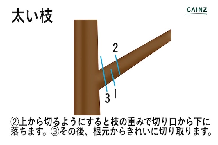 庭木の剪定を上手に行う方法とは?必要な道具や剪定すべき枝、季節ごとのコツなどについて解説【カインズHOWTO】 | となりのカインズさん
