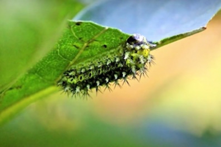 草花に寄生する害虫イラガとは 発生する原因や対処法 予防策などについて解説 となりのカインズさん 草花に寄生する害虫イラガとは 発生する原因や対処法 予防策などについて解説 となりのカインズさん