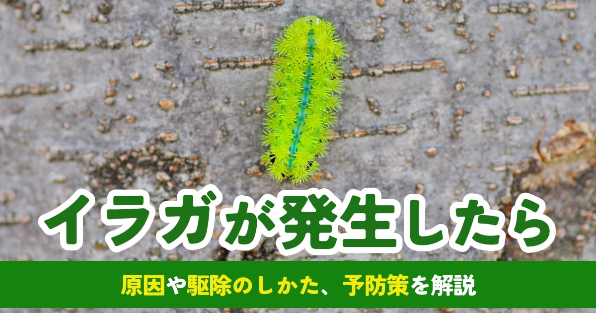 【害虫イラガとは】発生原因や駆除法、予防策などについて解説 となりのカインズさん