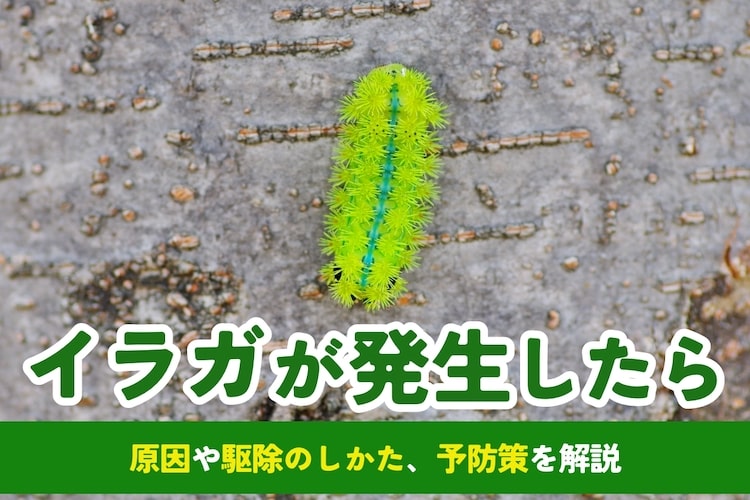 【害虫イラガとは】発生原因や駆除法、予防策などについて解説