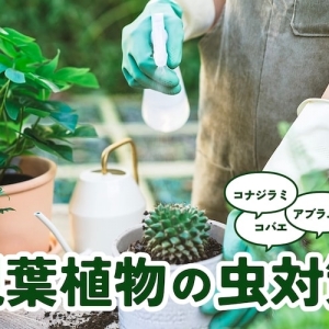 観葉植物のコバエ対策をしよう 予防方法や発生したときの対処法を解説 となりのカインズさん