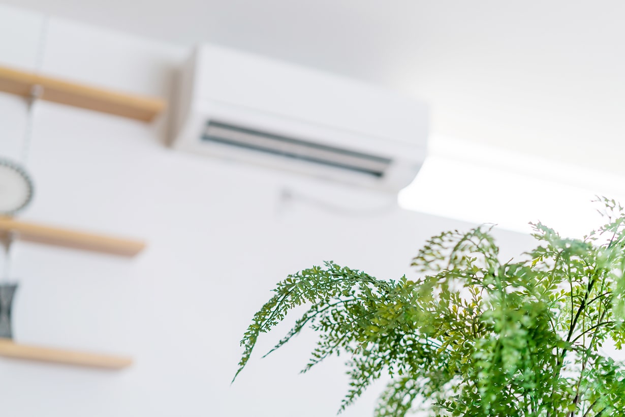 室内で育てやすい観葉植物 15選 枯れる原因や育て方のポイントも解説 となりのカインズさん