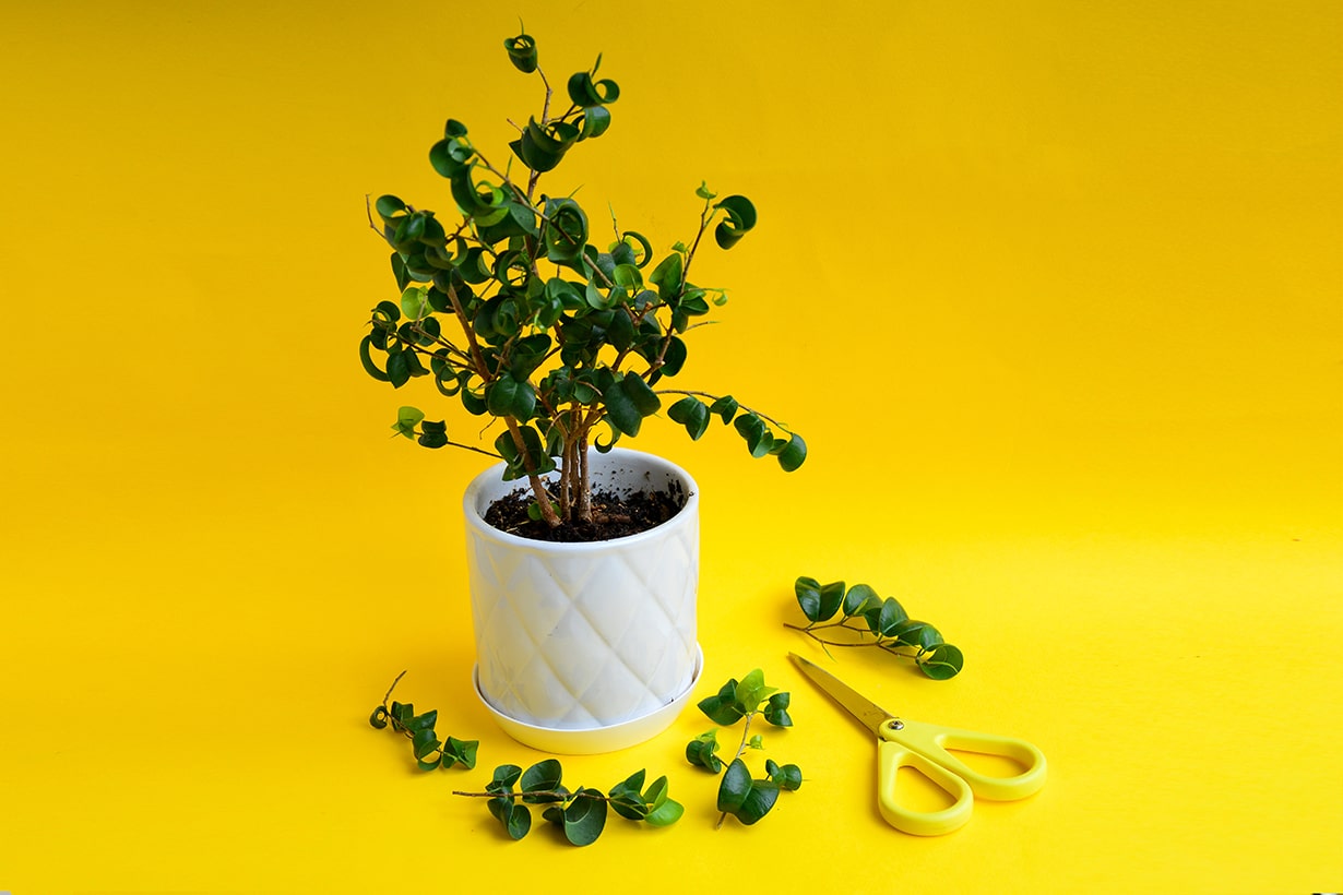 観葉植物の名前を覚えよう 特徴や種類 名前の調べ方も解説 となりのカインズさん