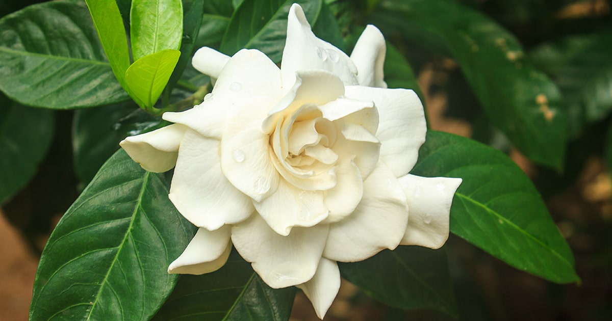 クチナシの花を咲かせませんか クチナシの種類や栽培方法などわかりやすく解説 となりのカインズさん