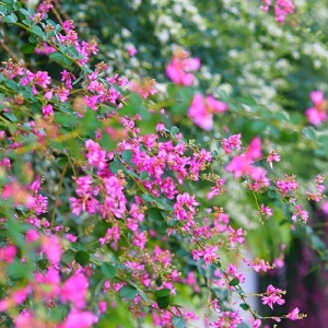 みかんの花 特徴や花言葉 種類までわかりやすく解説 となりのカインズさん