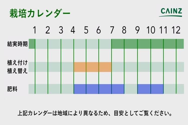 コケサンゴの育て方とは 育てる場所や水やりのコツ 植え付け方法などについて解説 カインズ観葉植物図鑑 となりのカインズさん