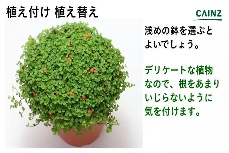 コケサンゴの育て方とは 育てる場所や水やりのコツ 植え付け方法などについて解説 カインズ観葉植物図鑑 となりのカインズさん