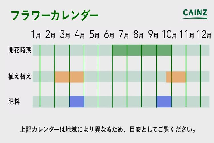 ホスタの育て方とは 育てる場所や水やりのコツなどについて解説 カインズ花図鑑 となりのカインズさん