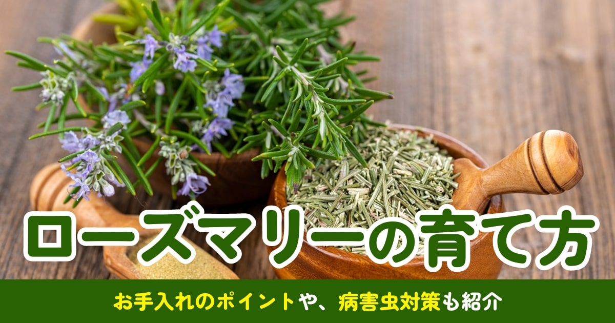 ローズマリーの育て方｜種類や栽培環境、お手入れのポイントと併せて