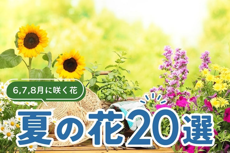 【夏の花20選】6、7、8月に咲く暑さに強いおすすめの花一覧