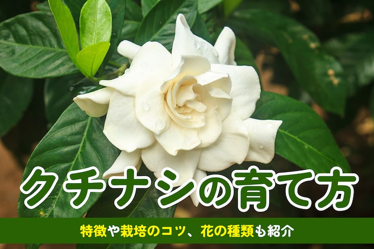 クチナシの花の育て方｜花言葉はどんな意味？開花時期や匂いの特徴も