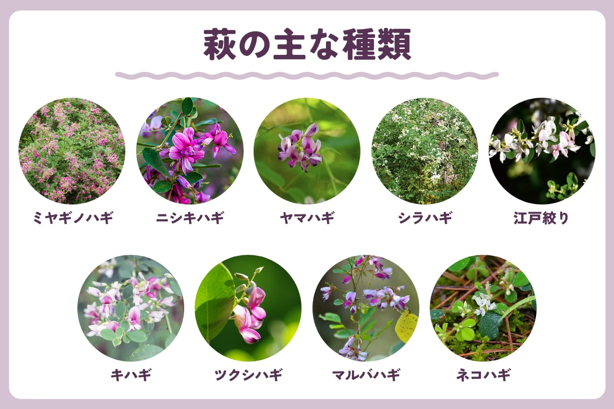萩 の 花