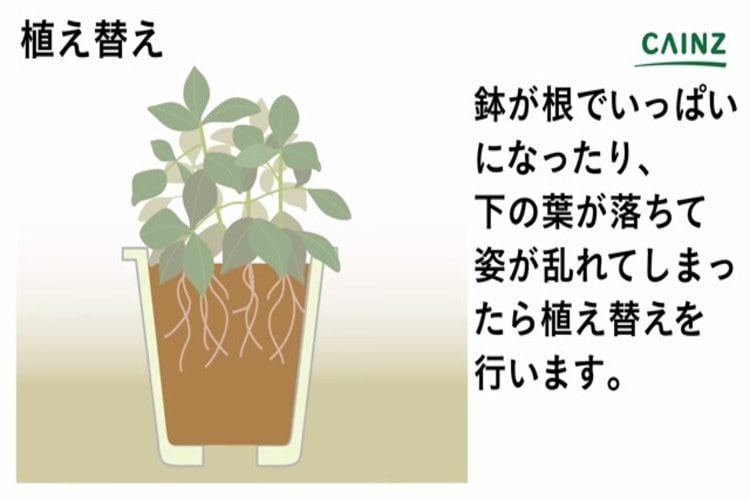 魅力的な価格 ペペロミア タートル 4号鉢ごと メルカリ便 Www Anavara Com