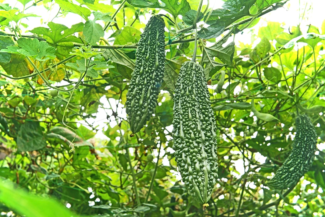 Bitter_gourd00_T-min.jpg