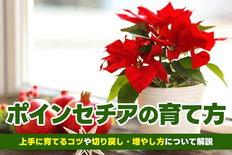 ポインセチアの上手な育て方｜基本情報や切り戻しなどの方法を解説