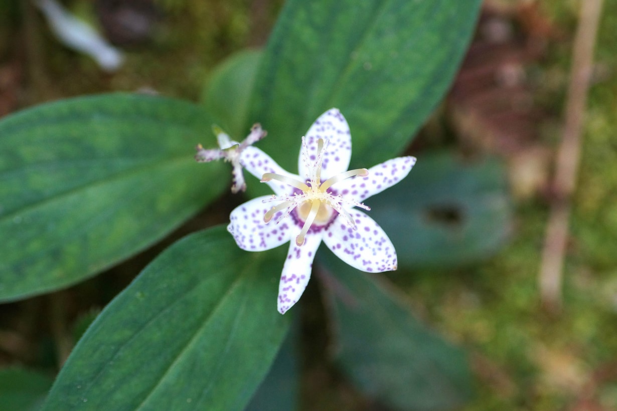 ホトトギスの花の基本情報 ヤマホトトギスなどの種類や育て方を解説 となりのカインズさん