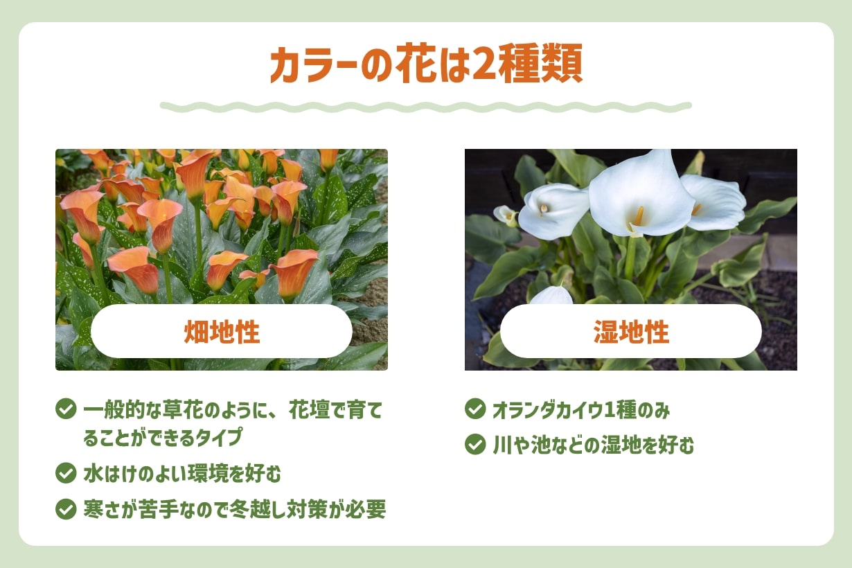 カラーの花｜花言葉が怖い？ 育て方や花が終わったらやることも解説