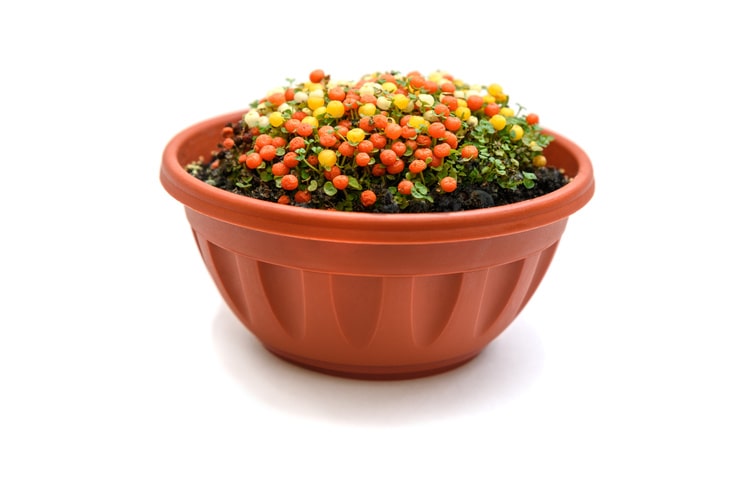 コケサンゴの育て方とは？育てる場所や水やりのコツ、植え付け方法などについて解説【カインズ観葉植物図鑑】