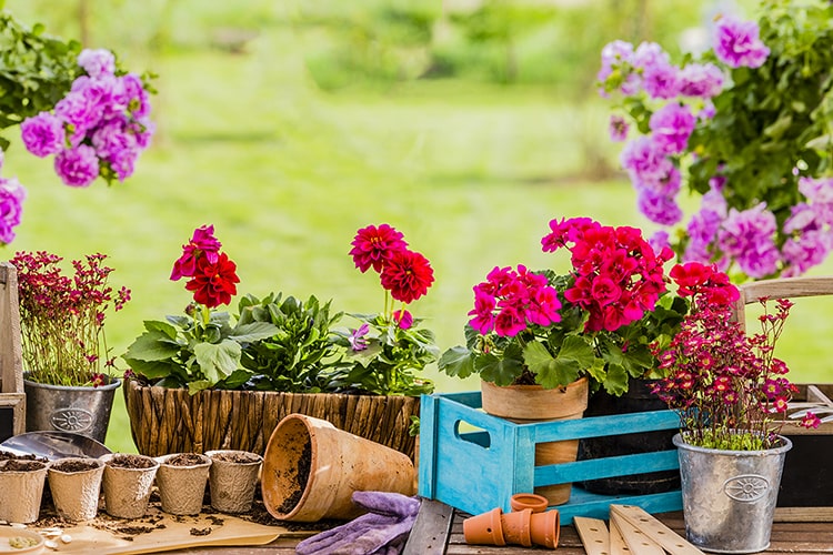 育てやすい赤い花【12選】ガーデニングにおすすめの花を季節ごとに紹介！