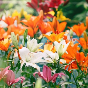 カンナはどんな花 育て方 特徴 花言葉を詳しく紹介 となりのカインズさん