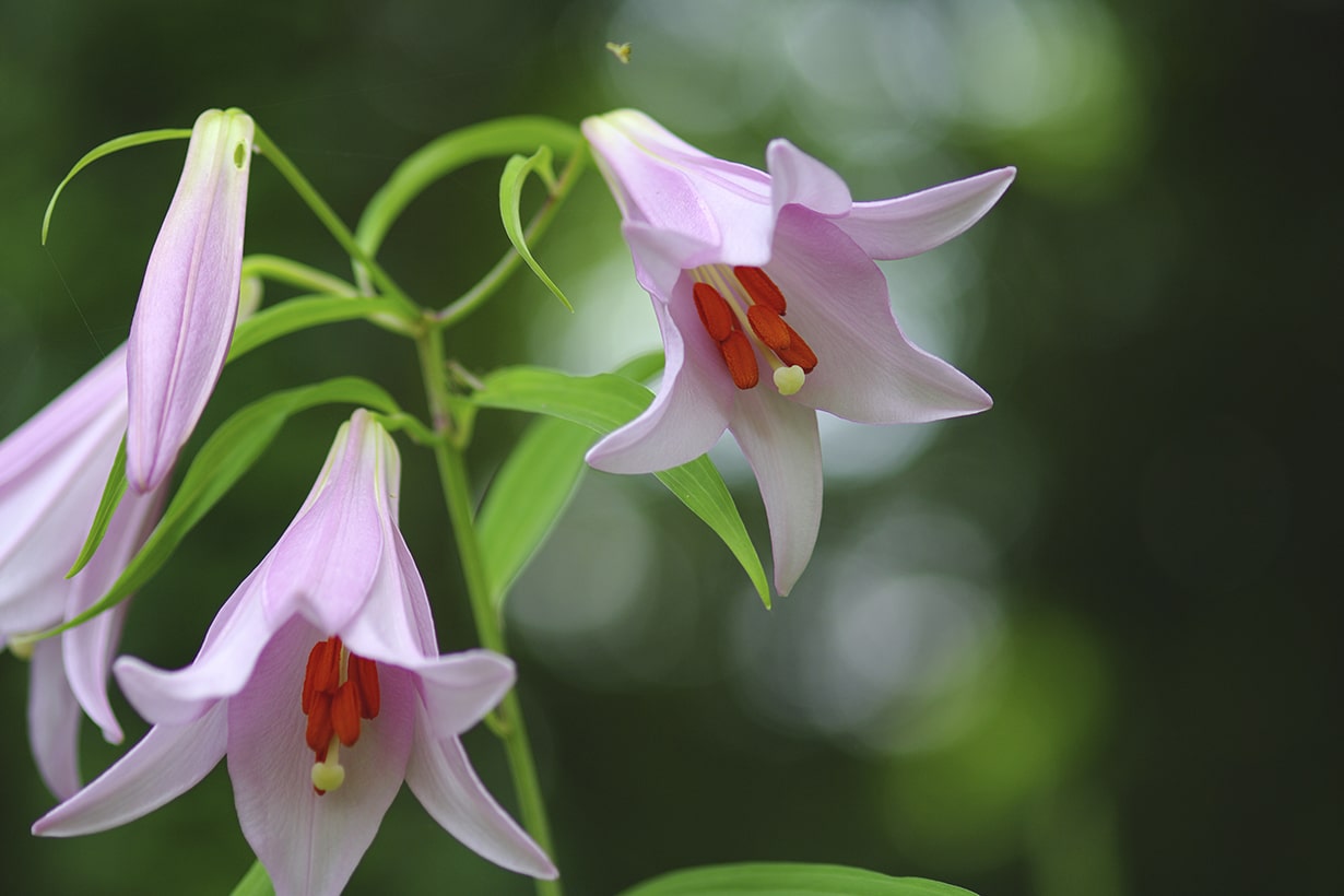 百合の花の花言葉は？種類や開花時期など基本の育て方もわかりやすく