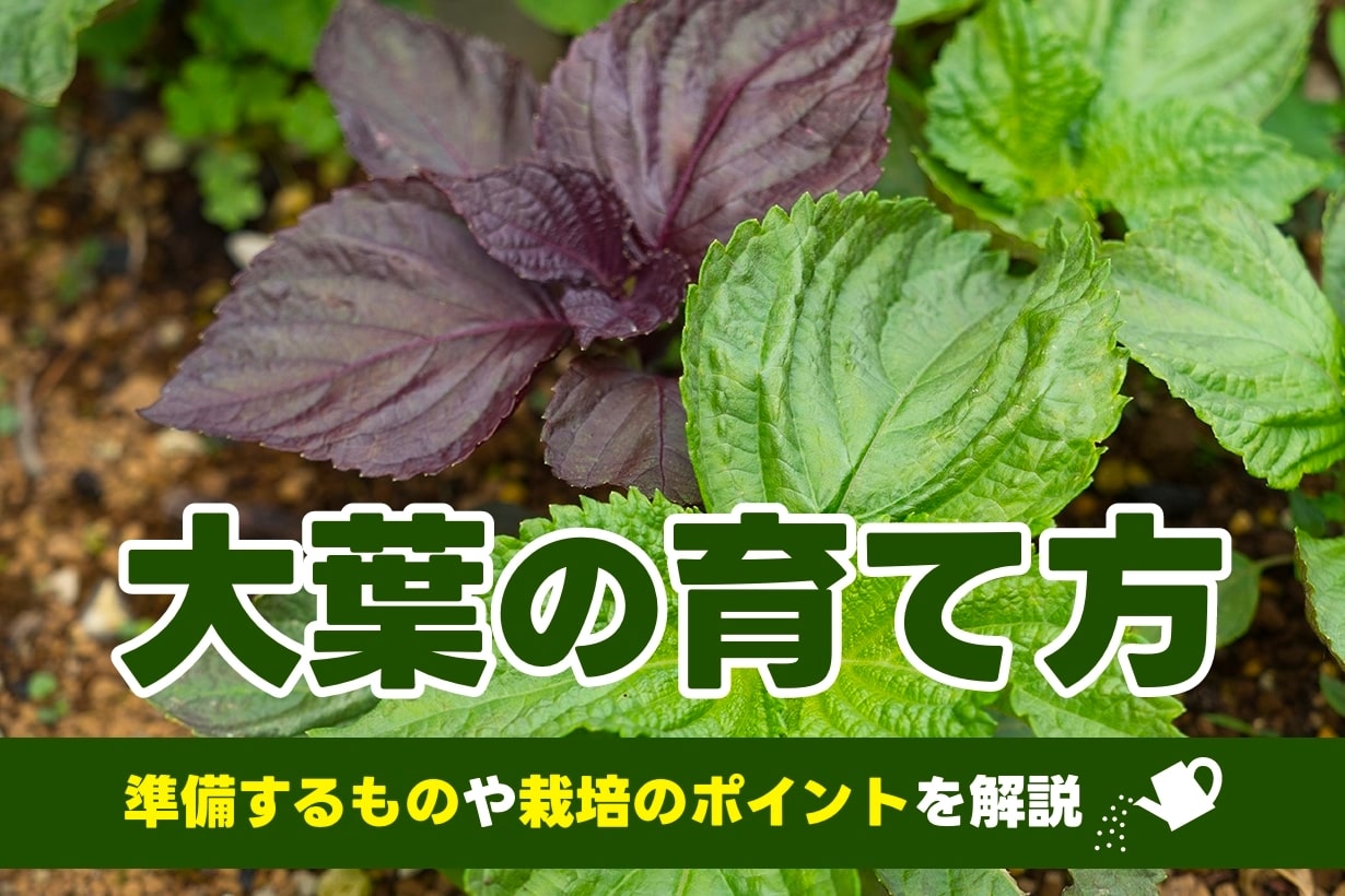大葉（青じそ）の育て方｜プランター栽培のコツや注意点も紹介