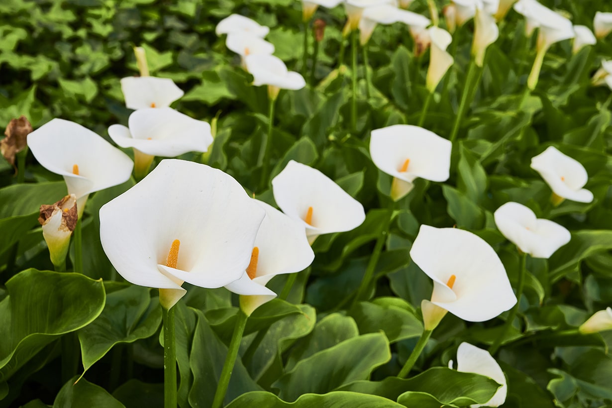カラーの花｜花言葉が怖い？ 育て方や花が終わったらやることも解説