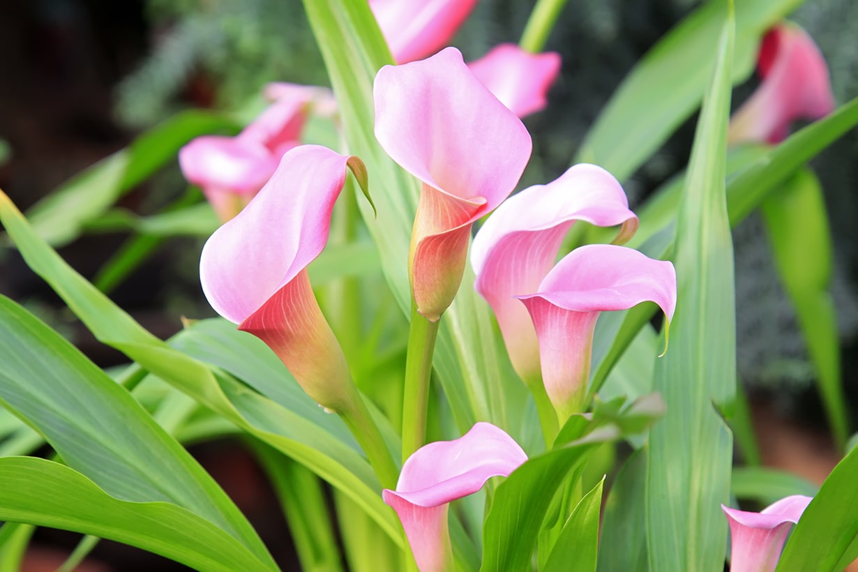 カラーの花｜花言葉が怖い？ 育て方や花が終わったらやることも解説