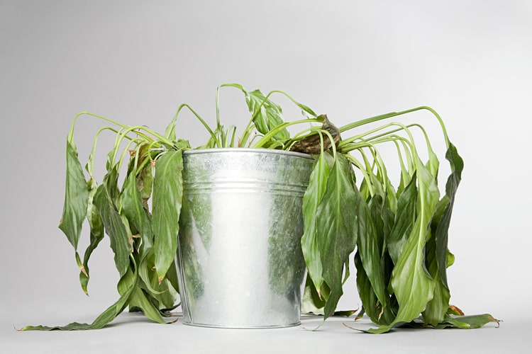 花や植物が弱っているとき、どんな病気か判断する方法とは?部位の症状別に考えられる病名を解説